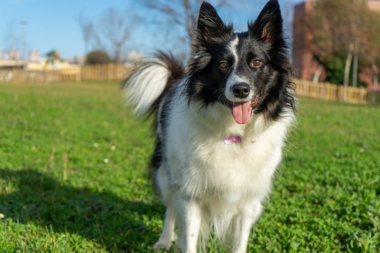 order-Collie-in-green-grass-field