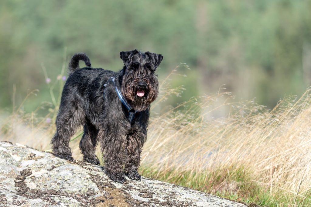 Bouvier-des-Flandres-standing-in-wild