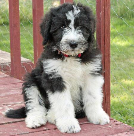 Bouvier-des-Flandres-standing