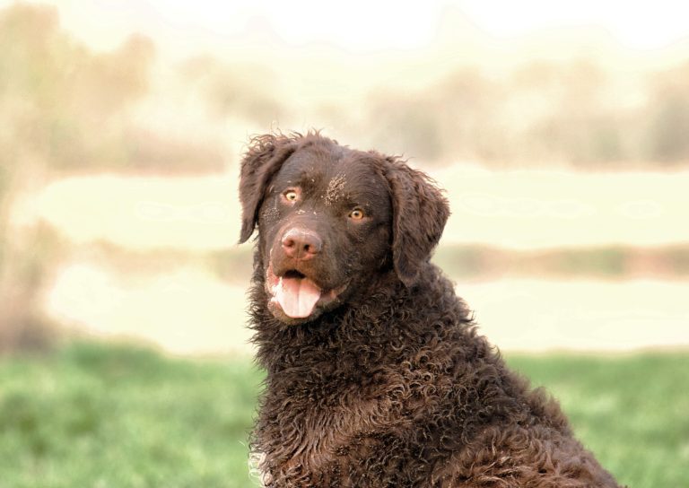 Curly-Coated-Retriever-looking-at-you