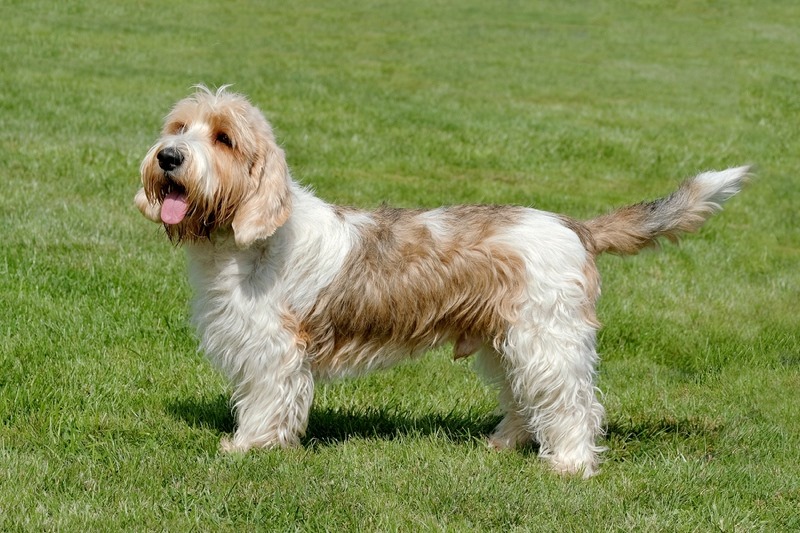 Grand-Basset-Griffon-Vendeen-standing