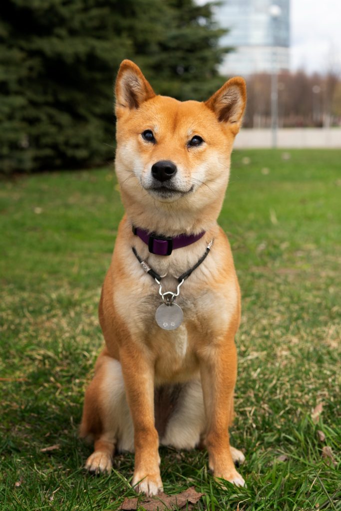 Hokkaido-brown-dog-standing