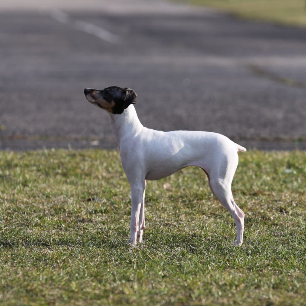 Japanese_Terrier_Standing