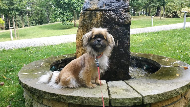 Tibetan-Spaniel-on-park