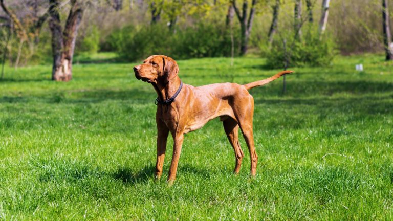 hanoverian-scenthoundHanover-Hound-on-grase-land