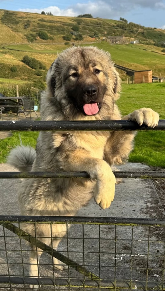 standing-Caucasian-Shepherd-Do